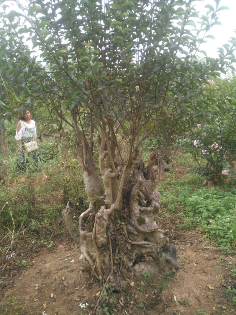 紫薇桩