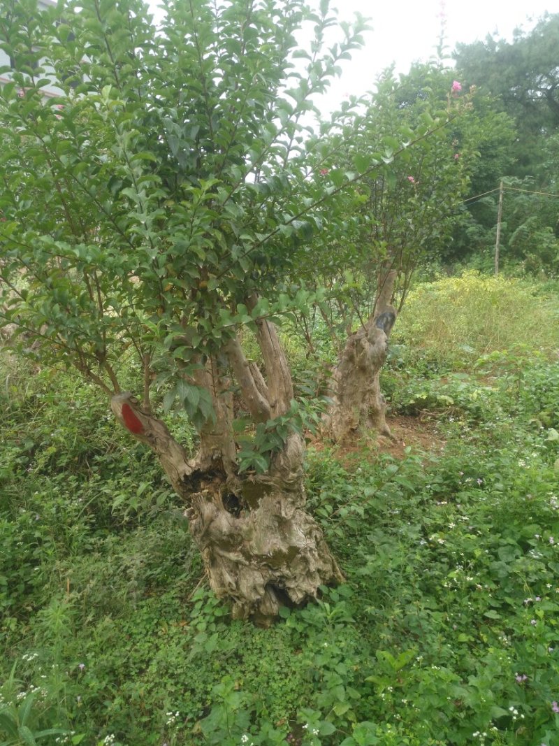紫薇桩