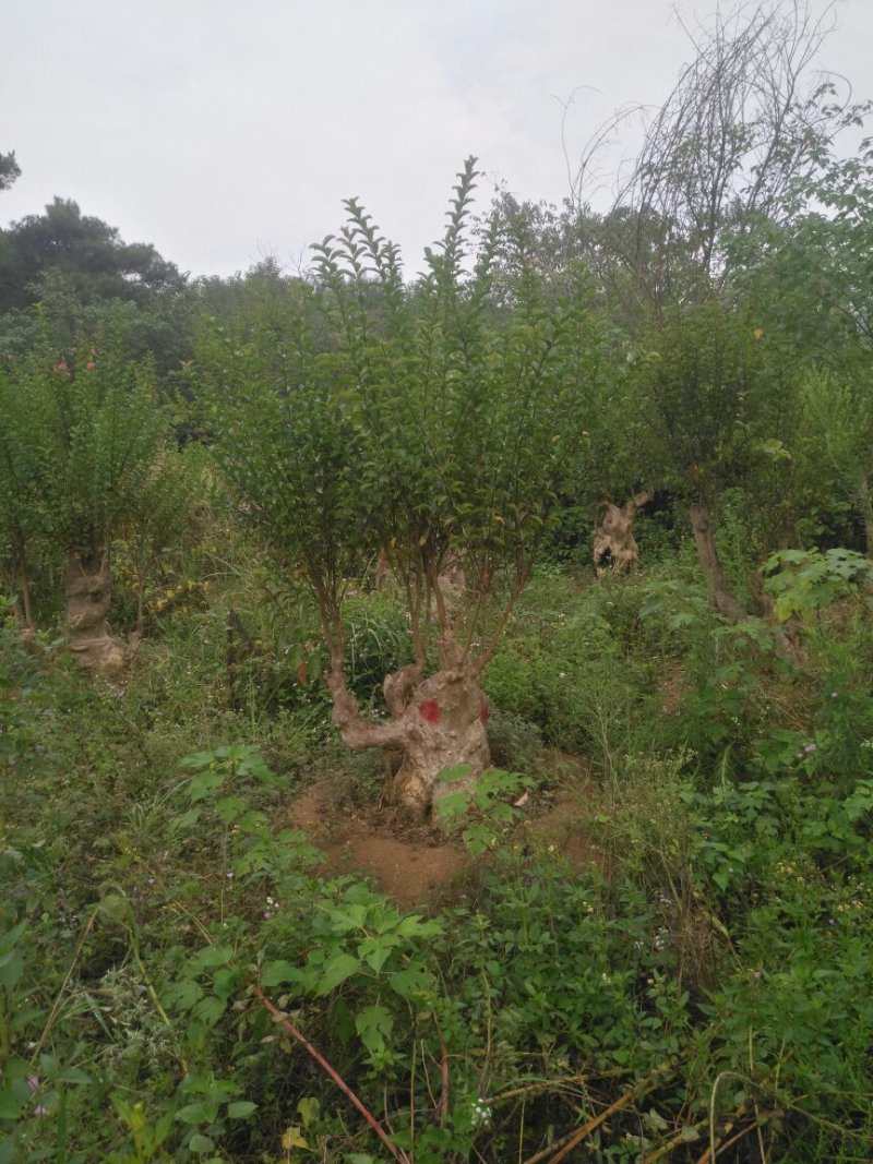 紫薇桩