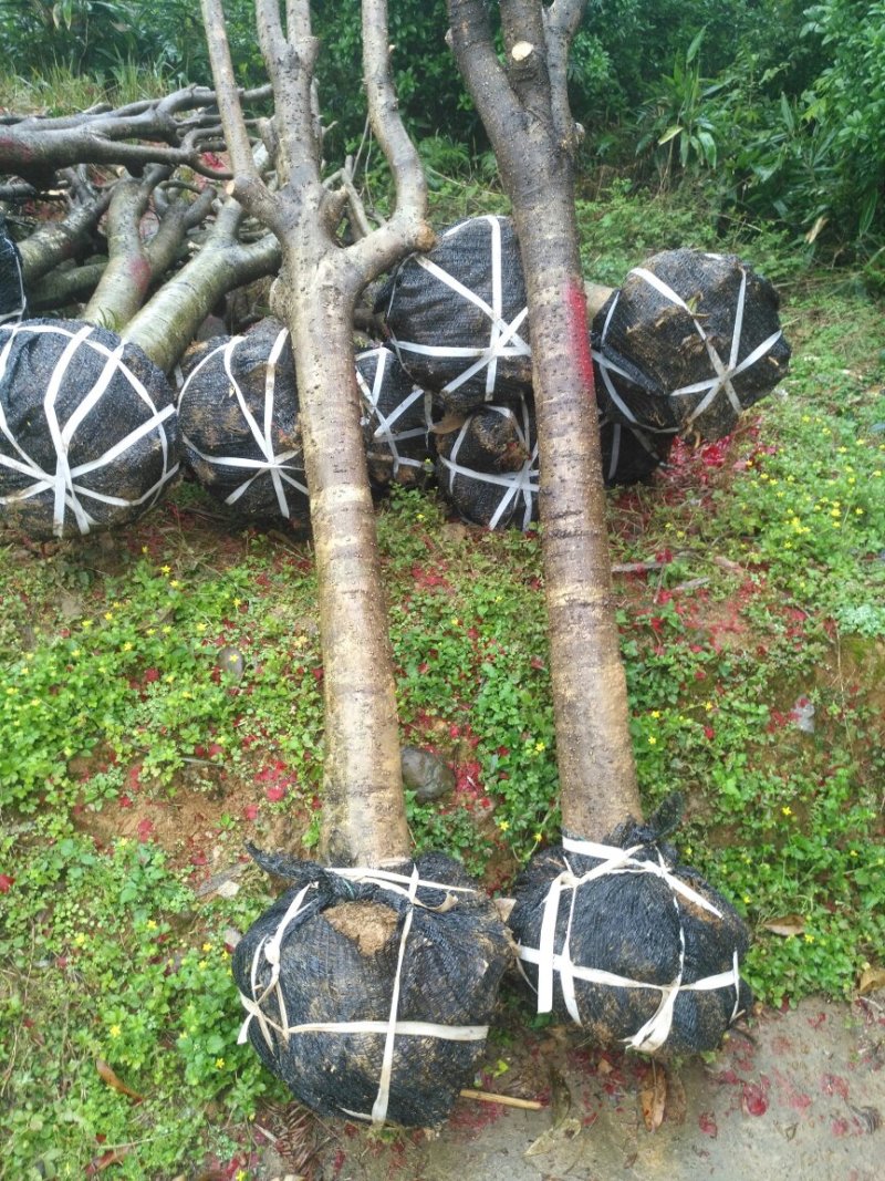 占地赔偿桂花树