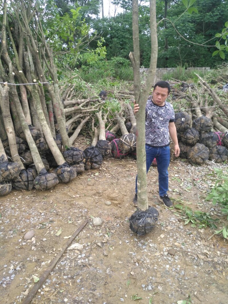 占地赔偿桂花树