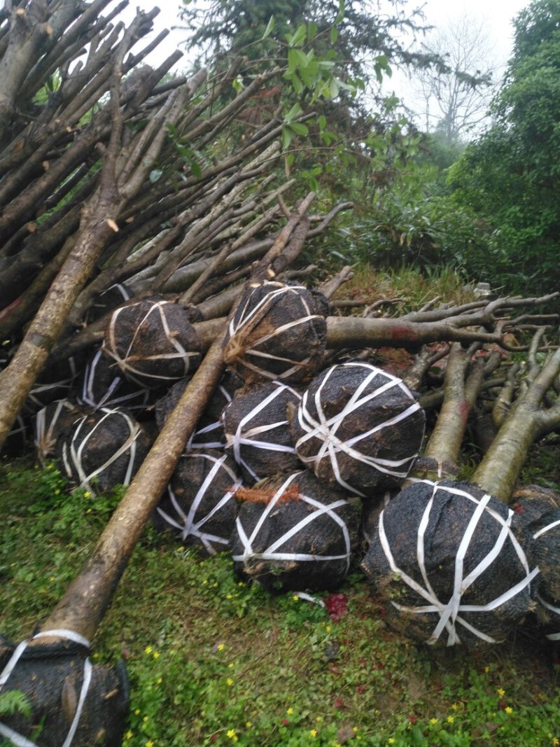 占地赔偿桂花树