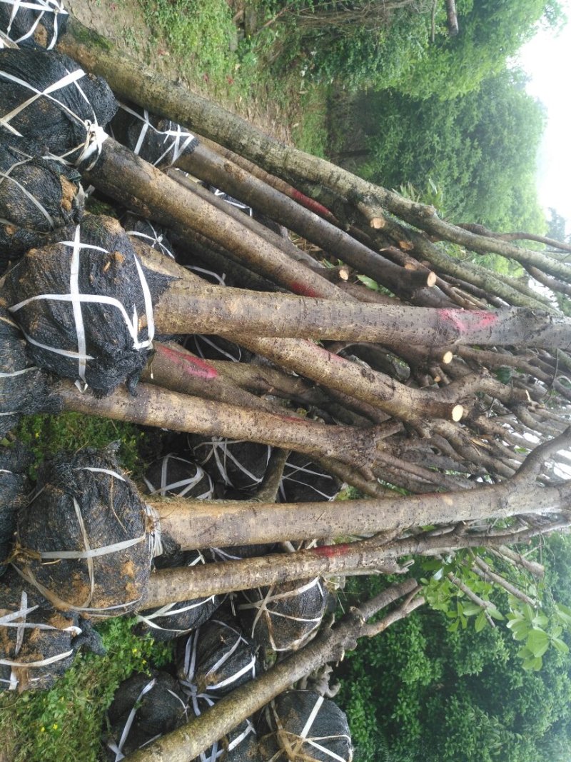 占地赔偿桂花树