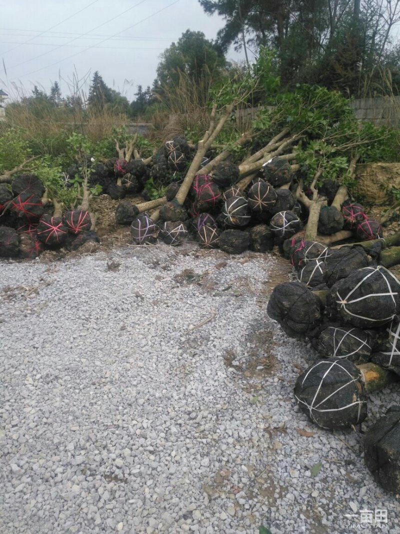 占地赔偿桂花树