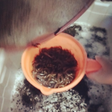 台湾泥鳅苗，量大从优！可以面谈