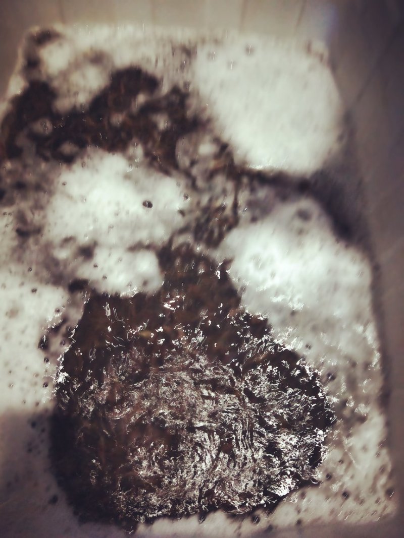 台湾泥鳅苗，量大从优！可以面谈