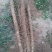 毛山药、棒药