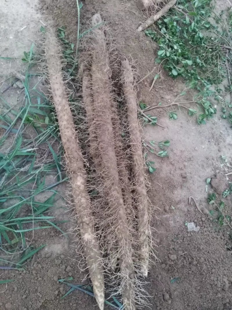 毛山药、棒药
