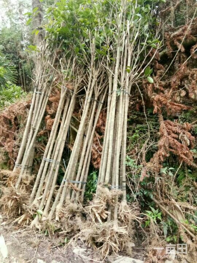 占地桂花苗