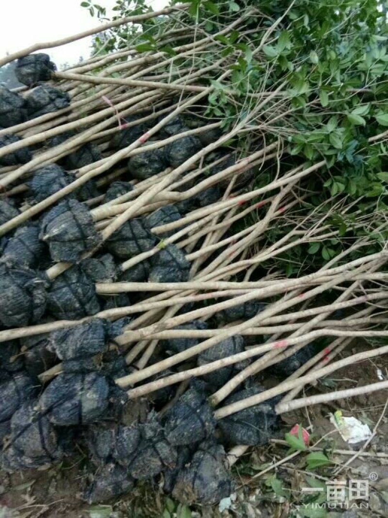 占地桂花苗