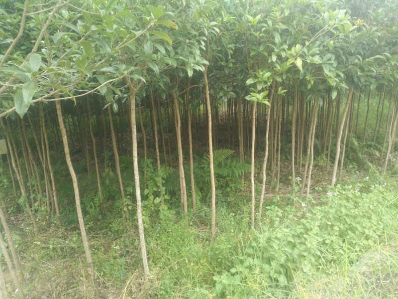 占地桂花苗