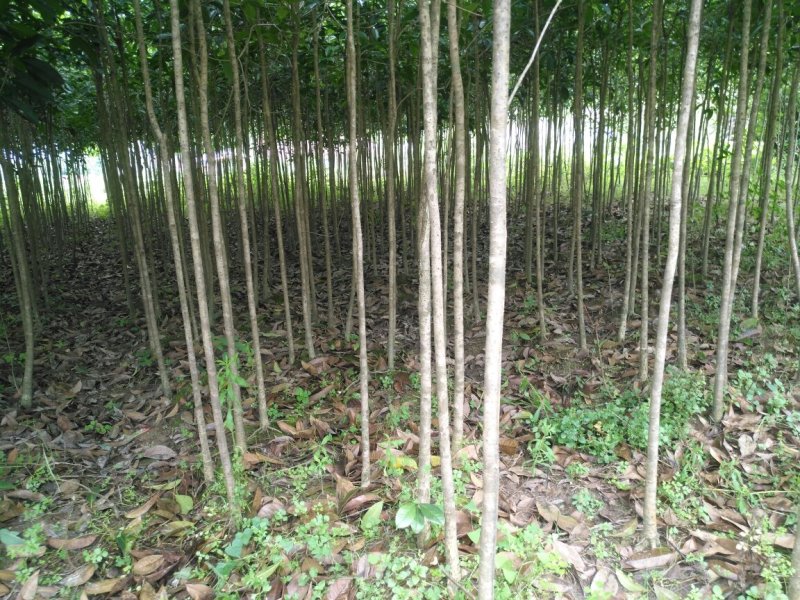 占地桂花苗