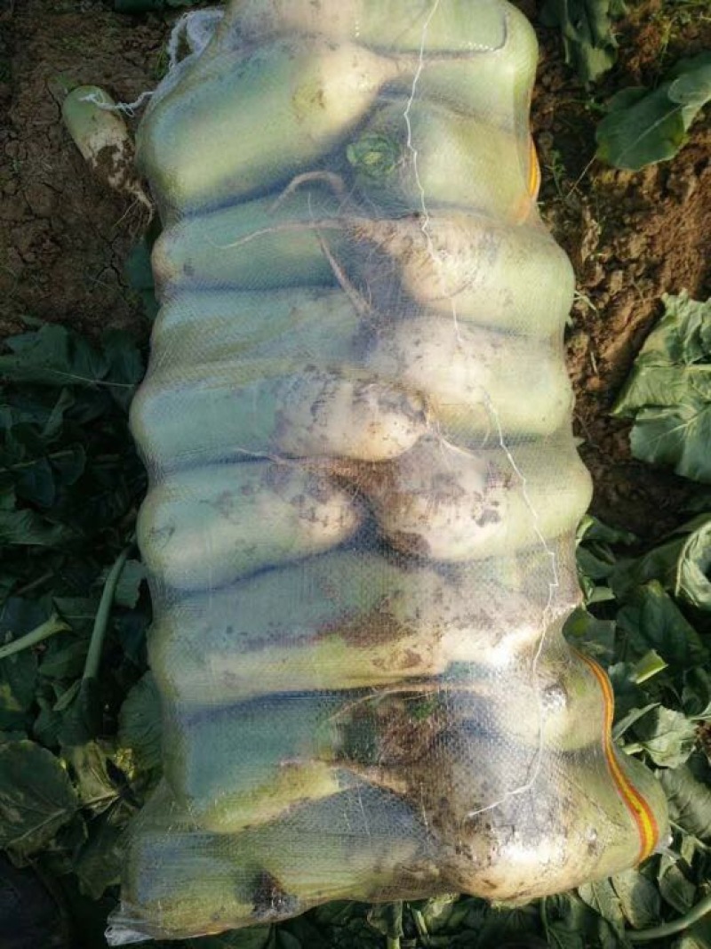 精品萝卜基地质量好颜色翠绿、口感好