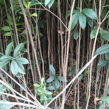 桂花苗