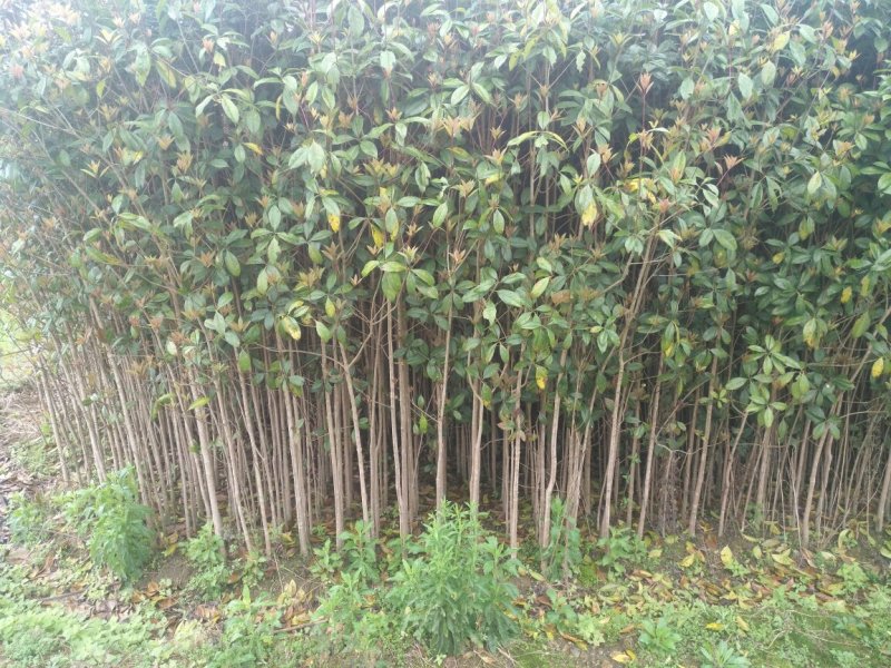 桂花苗