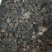 河南纯野生地皮菜野生菌类营养价值价值高品质好价格低