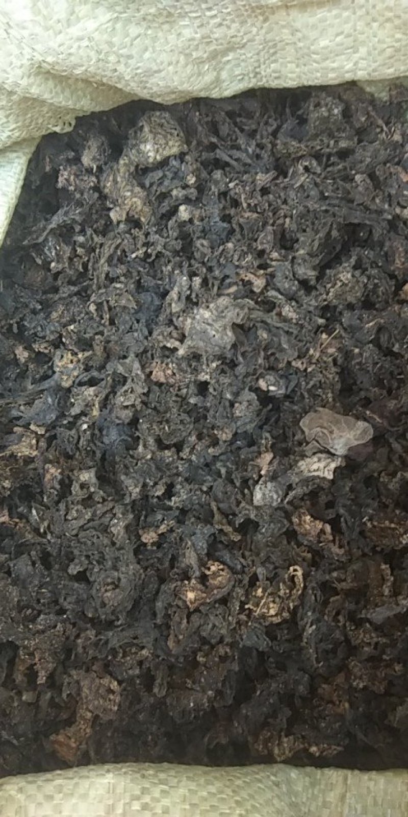 河南纯野生地皮菜野生菌类营养价值价值高品质好价格低