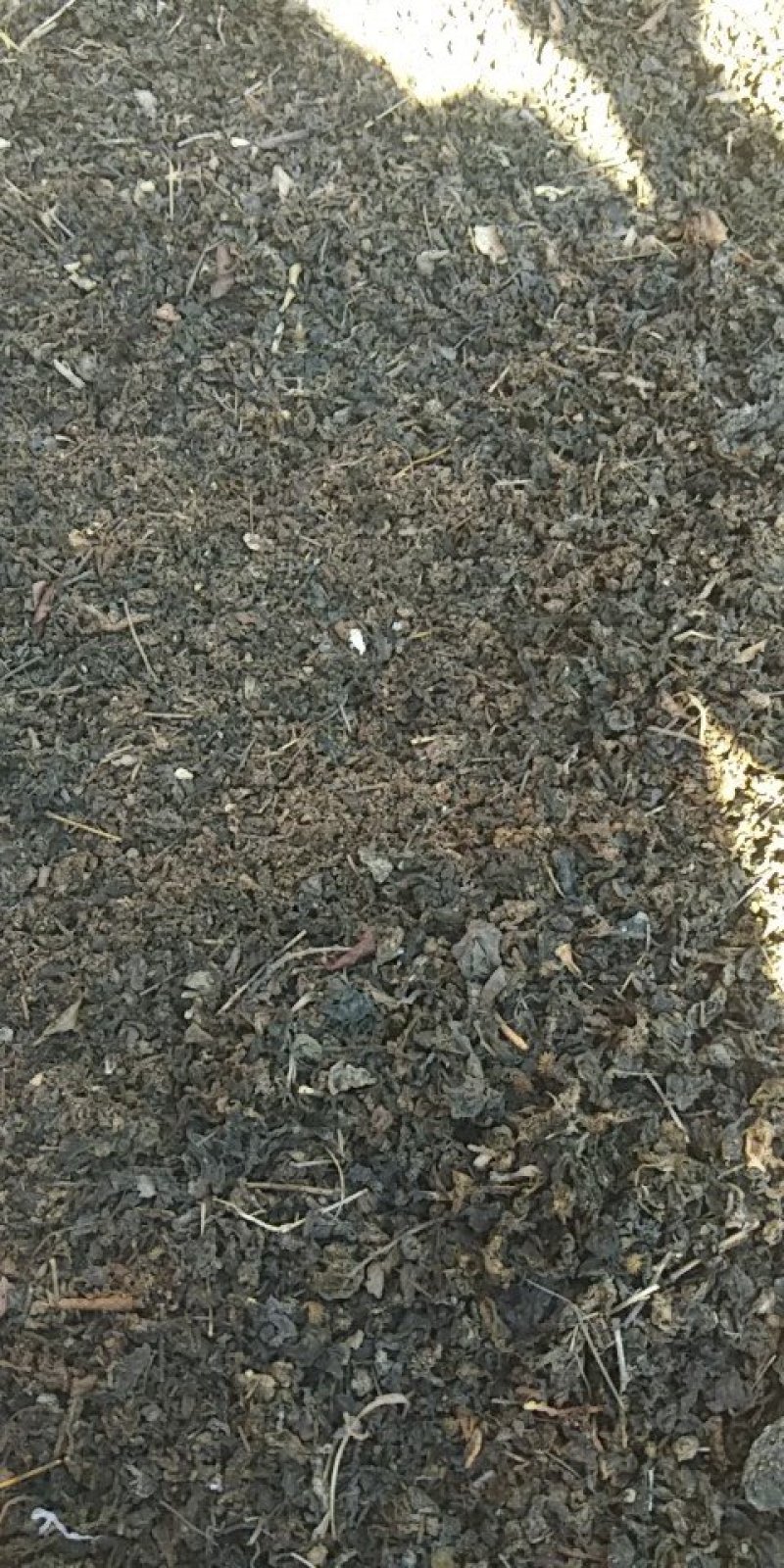 河南纯野生地皮菜野生菌类营养价值价值高品质好价格低