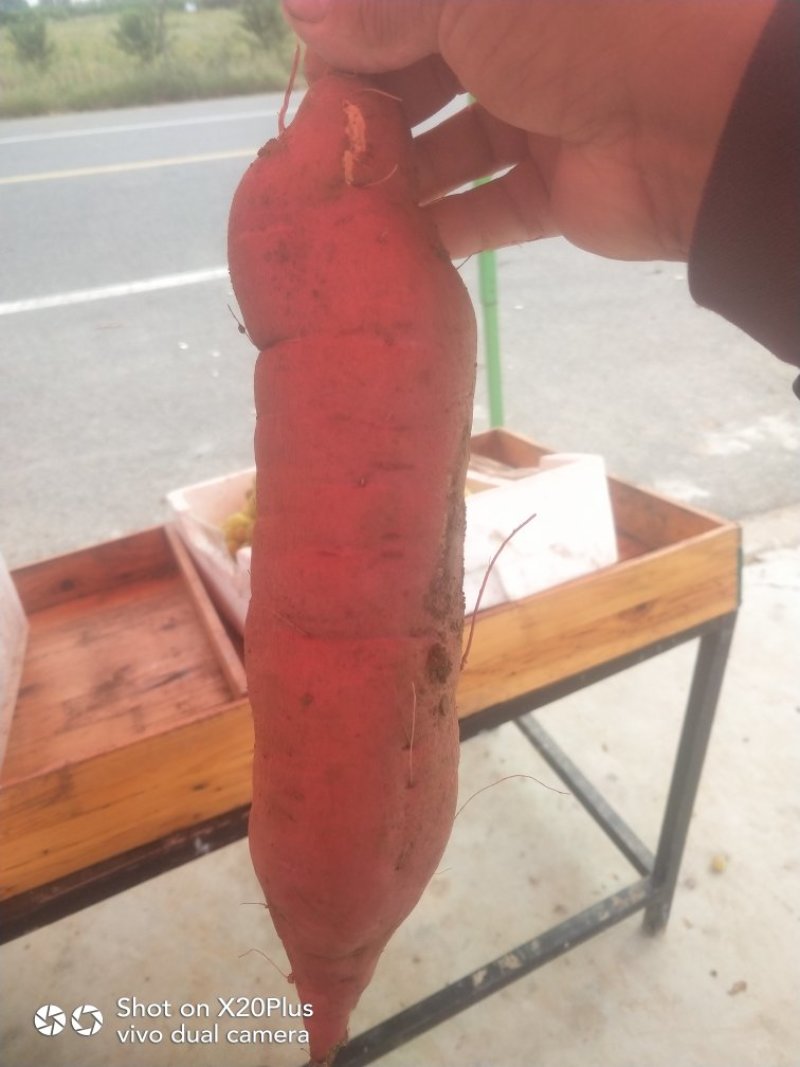 大量红薯上市