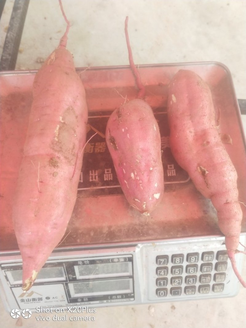 大量红薯上市