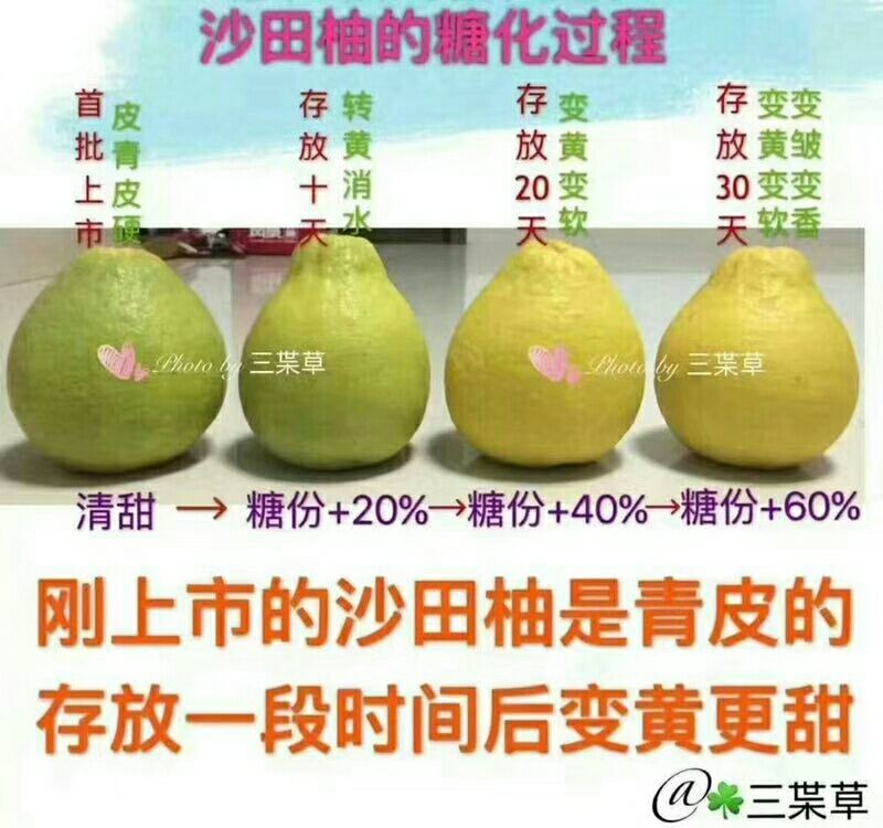 广西容县沙田柚