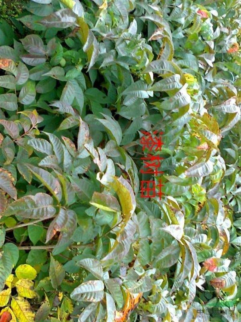 漆树
