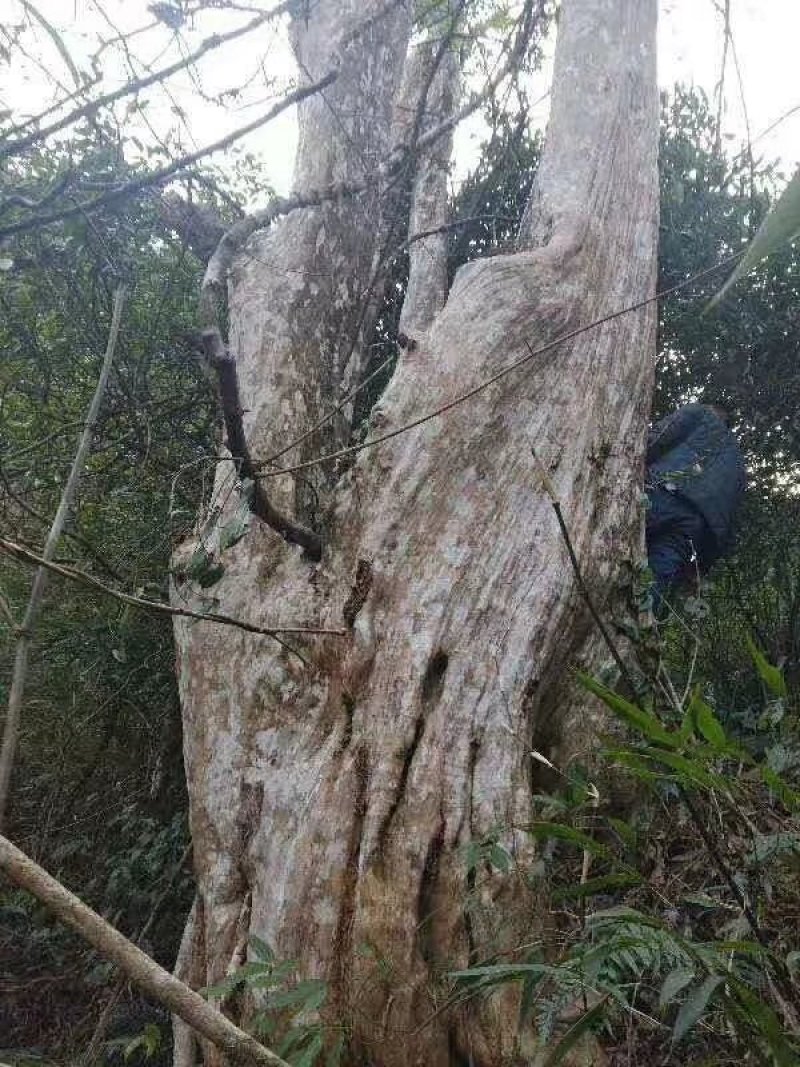大量出售20---100紫薇，全冠映山红