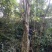 大量出售20---100紫薇，全冠映山红