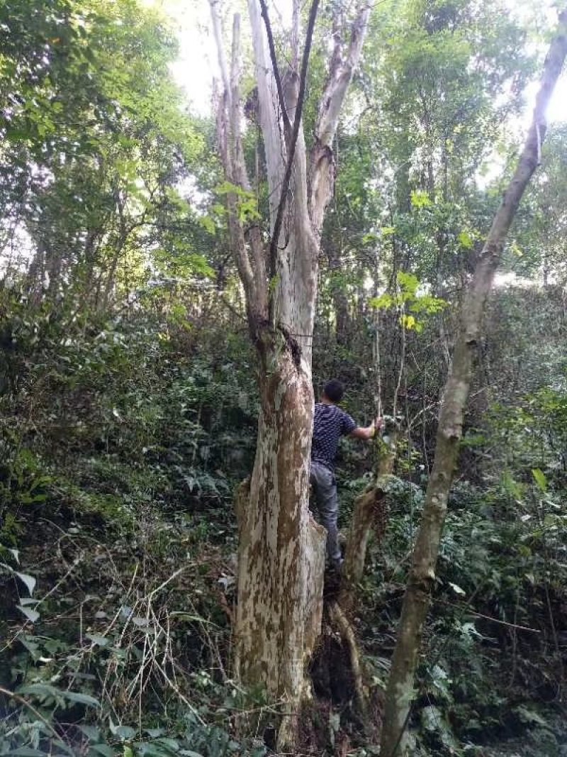 大量出售20---100紫薇，全冠映山红