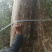 大量出售20---100紫薇，全冠映山红