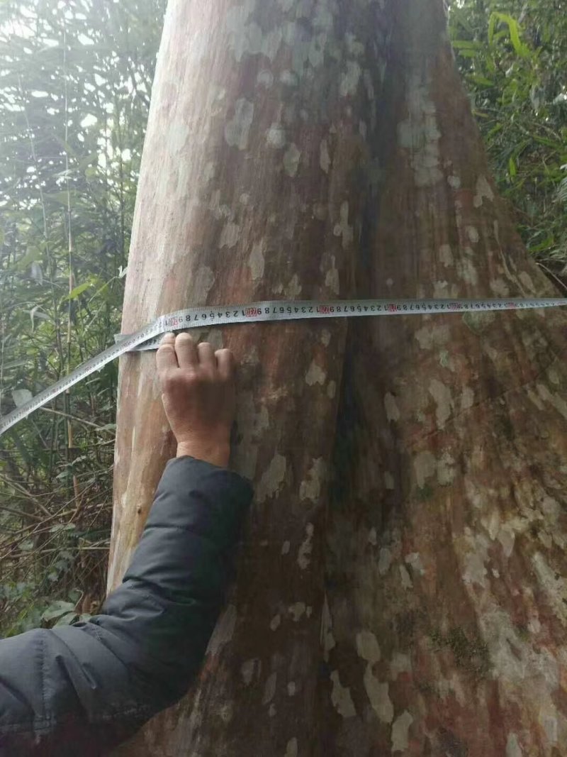大量出售20---100紫薇，全冠映山红