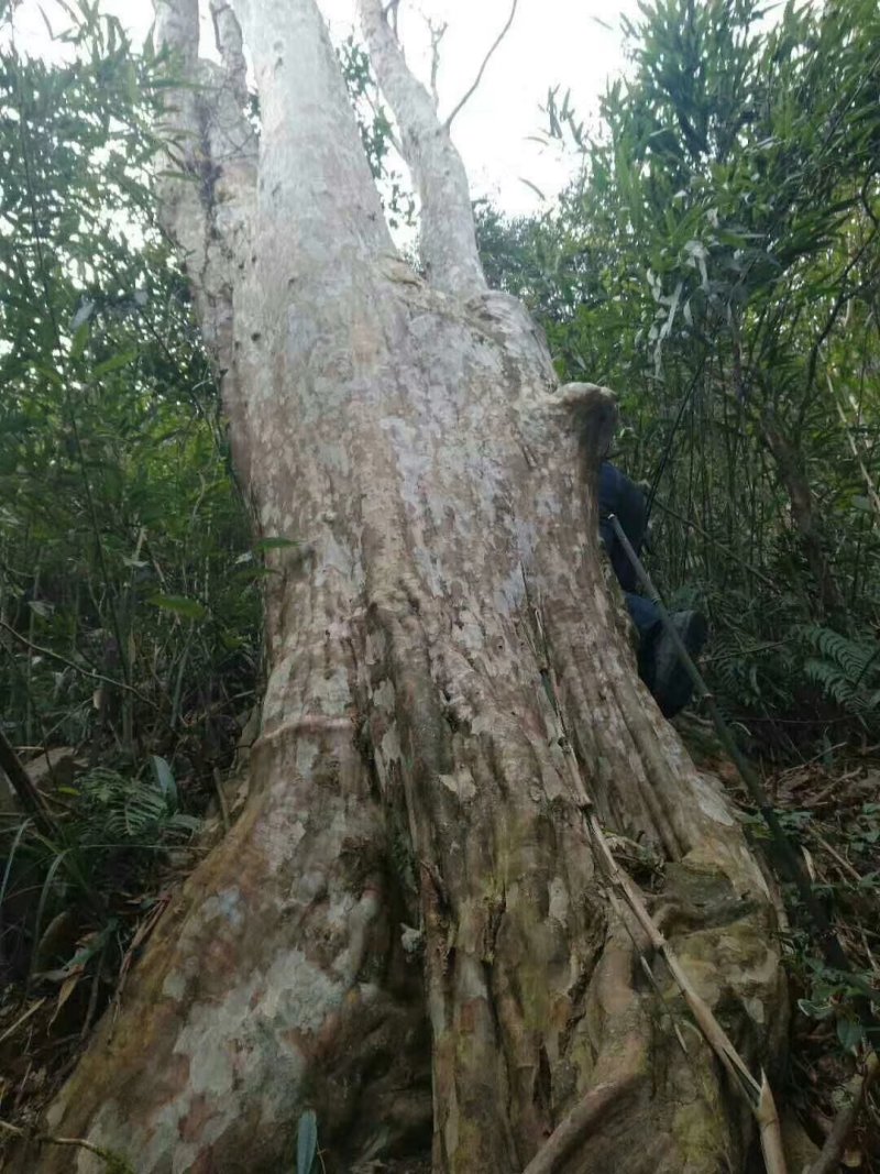 大量出售20---100紫薇，全冠映山红