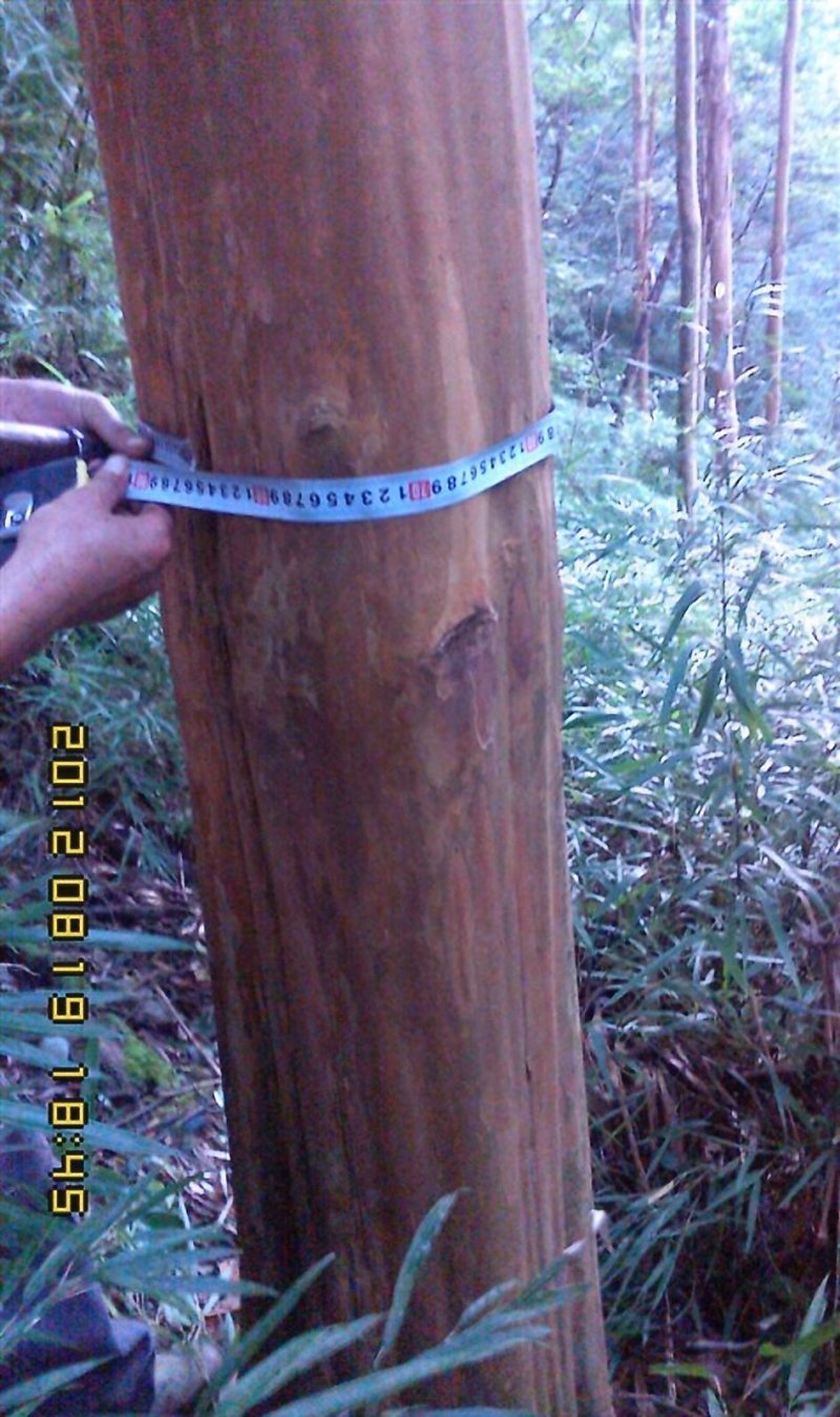 大量出售20---100紫薇，全冠映山红