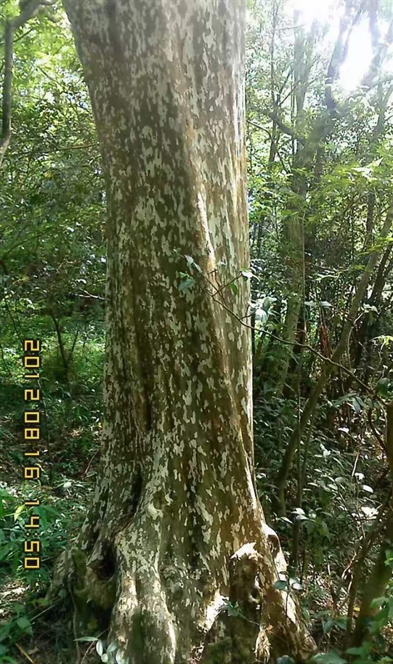 大量出售20---100紫薇，全冠映山红