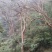 大量出售20---100紫薇，全冠映山红