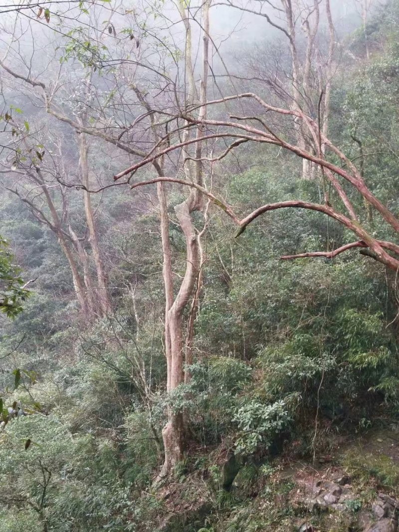 大量出售20---100紫薇，全冠映山红