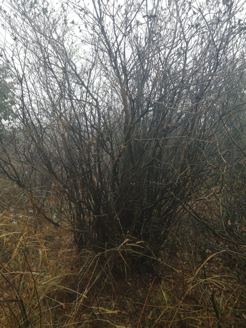 大量出售20---100紫薇，全冠映山红