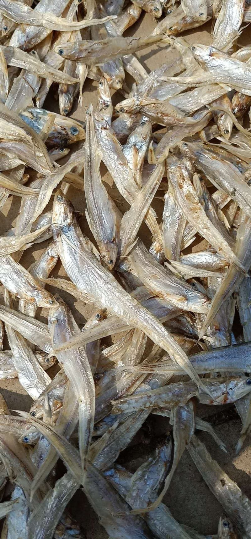 批发零售东平湖野生毛刀鱼，毛刀鱼干