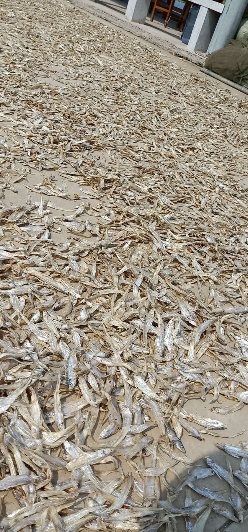 批发零售东平湖野生毛刀鱼，毛刀鱼干