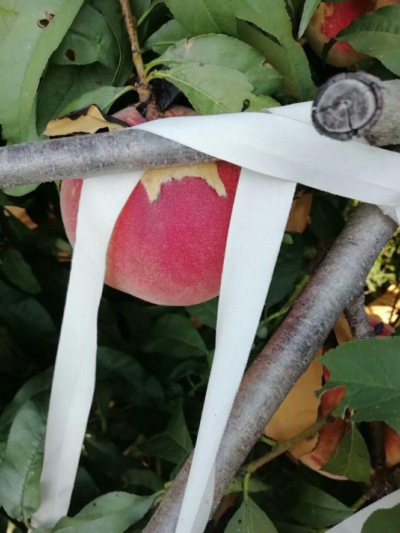 千亩金秋红密桃