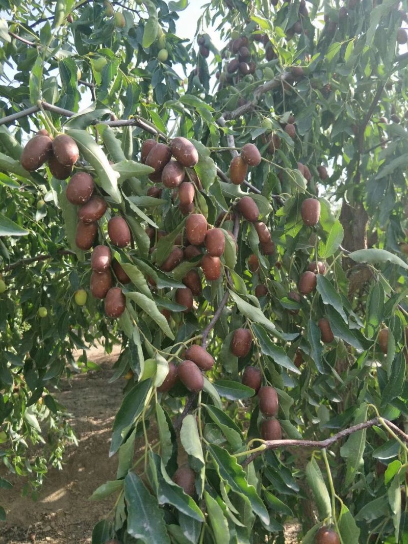 新疆阿拉尔自家鲜枣(灰枣)