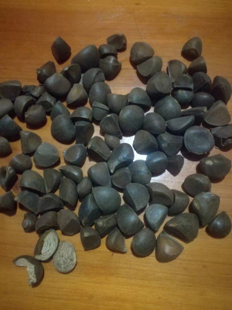 野生红花茶籽