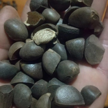 野生红花茶籽