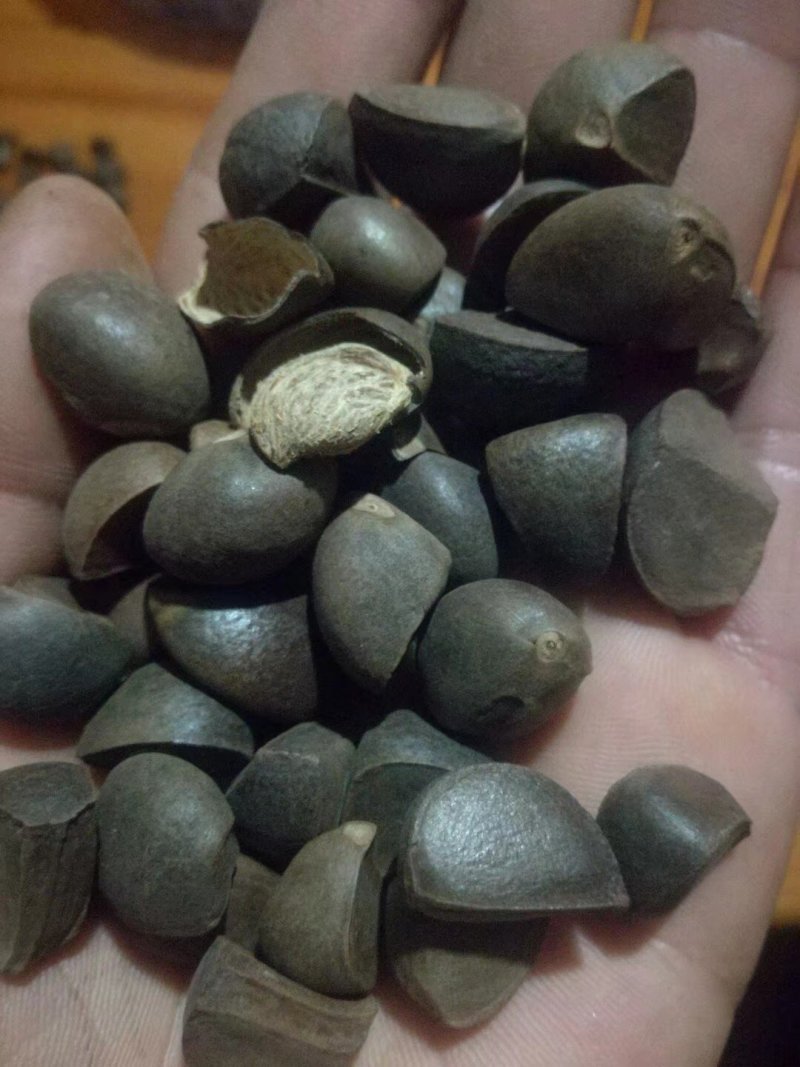 野生红花茶籽