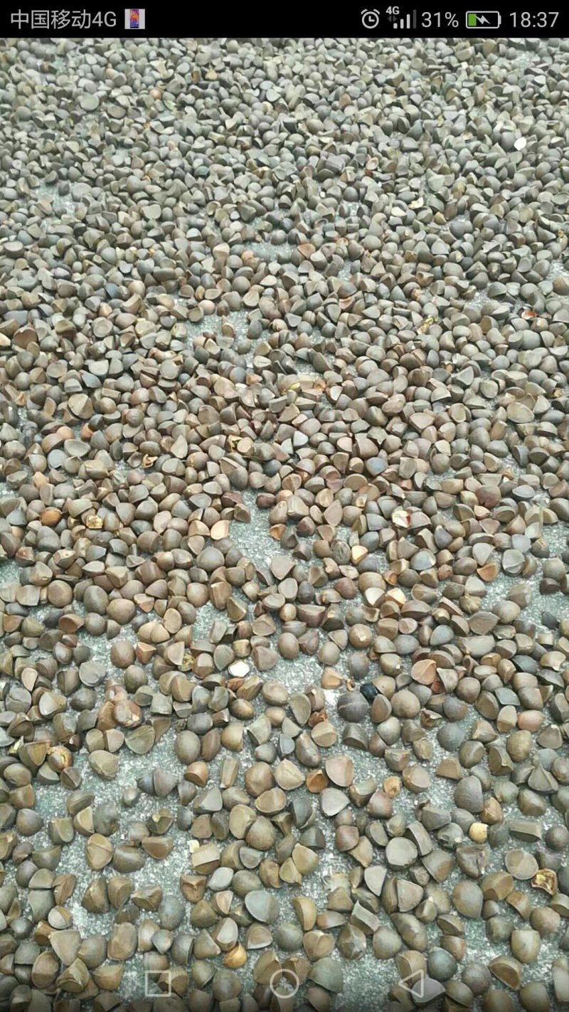 野生红花茶籽