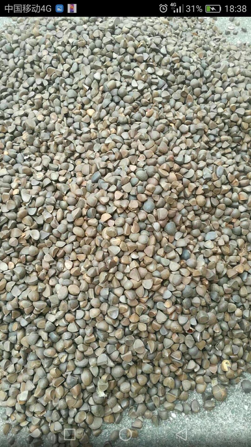 野生红花茶籽