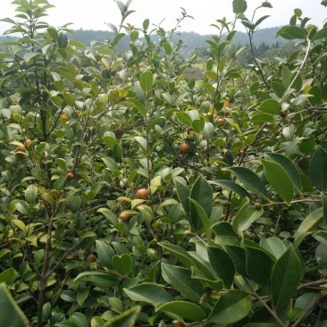 野生小茶果
