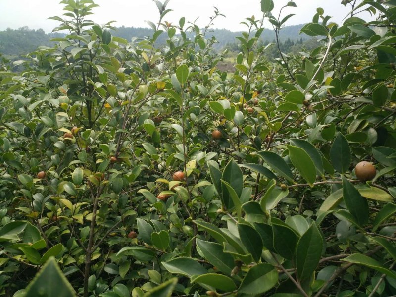 野生小茶果