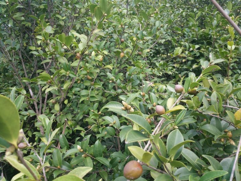 野生小茶果