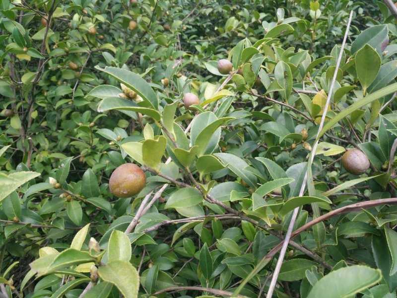 野生小茶果